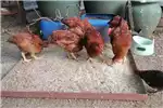 Livestock Chickens Free range chickens for sale by Private Seller | Truck & Trailer Marketplace