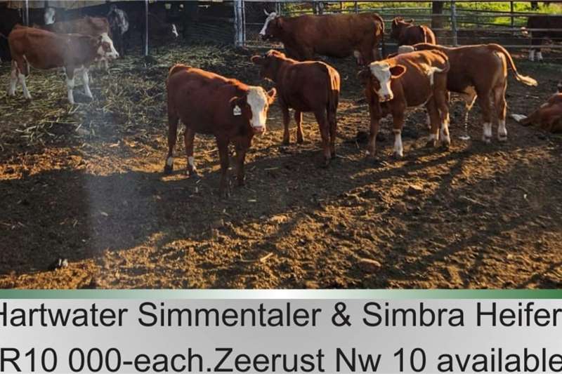 Livestock 10 x Simmantaler/Simbra heifers for sale by R3G Landbou Bemarking Agricultural Marketing | AgriMag Marketplace