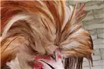 Livestock Chickens Polish Bantam Chickenshatchlings 2023 for sale by Private Seller | Truck & Trailer Marketplace