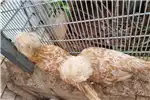 Livestock Chickens Polish Bantam Chickenshatchlings 2023 for sale by Private Seller | Truck & Trailer Marketplace