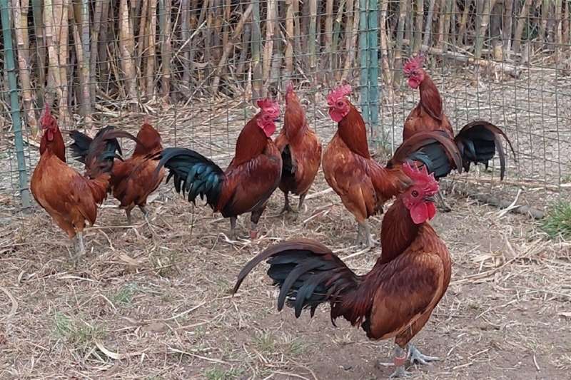 Livestock Chickens Old English Game Bantams for sale by Private Seller | Truck & Trailer Marketplace