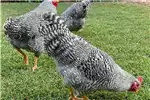 Livestock Chickens Potch koekoek roosters / hane for sale by Private Seller | AgriMag Marketplace