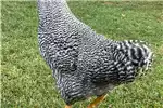 Livestock Chickens Potch koekoek roosters / hane for sale by Private Seller | AgriMag Marketplace