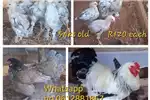 Livestock Chickens Cross Brahma chicks for sale by Private Seller | AgriMag Marketplace