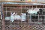 Livestock Rabbits New Zealand White rabbits for sale by Private Seller | AgriMag Marketplace