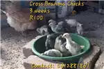 Livestock Chickens Brahma Chickens for sale by Private Seller | Truck & Trailer Marketplace