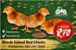 Livestock Chickens Rhode Island Red Chicks for sale by Private Seller | Truck & Trailer Marketplace