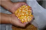 Livestock Livestock feed Whole Yellow Maize for sale for sale by Private Seller | Truck & Trailer Marketplace