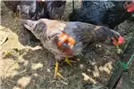 Livestock Chickens Easter egger rooster for sale for sale by Private Seller | Truck & Trailer Marketplace