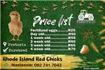 Livestock Chickens Rhode Island Red Chicks for sale by Private Seller | Truck & Trailer Marketplace