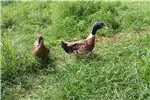 Livestock Chickens Chicken Roosters for sale by Private Seller | AgriMag Marketplace