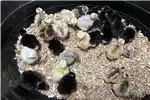 Livestock Chickens Chicks for sale by Private Seller | Truck & Trailer Marketplace