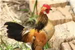 Livestock Chickens Dutch Bantams mini chicken for sale by Private Seller | AgriMag Marketplace