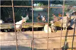 Livestock Chickens Chickens for Sale for sale by Private Seller | Truck & Trailer Marketplace