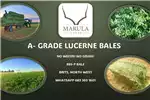 Livestock Livestock feed Lucerne Bales for sale by Private Seller | Truck & Trailer Marketplace