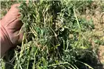 Livestock Cattle Lucerne Silage Bales for Livestock | Fresh, Nutrit for sale by Private Seller | Truck & Trailer Marketplace