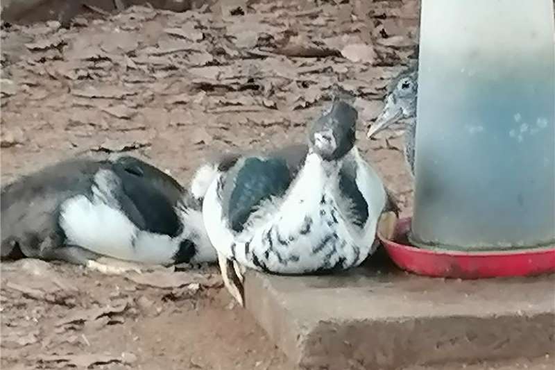 Livestock Chickens Muscovy ducks for sale