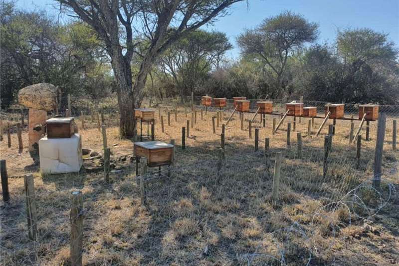 Beehives Bees and Beekeeping Tools & Equipment Beekeeping