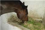 Horse feed Organic Horse Feed Equestrian