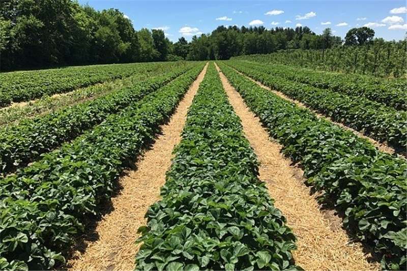 Plants WANTED: Rental Farm Land Horticulture & crop management