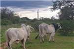 Cattle Weiding te Huur Livestock