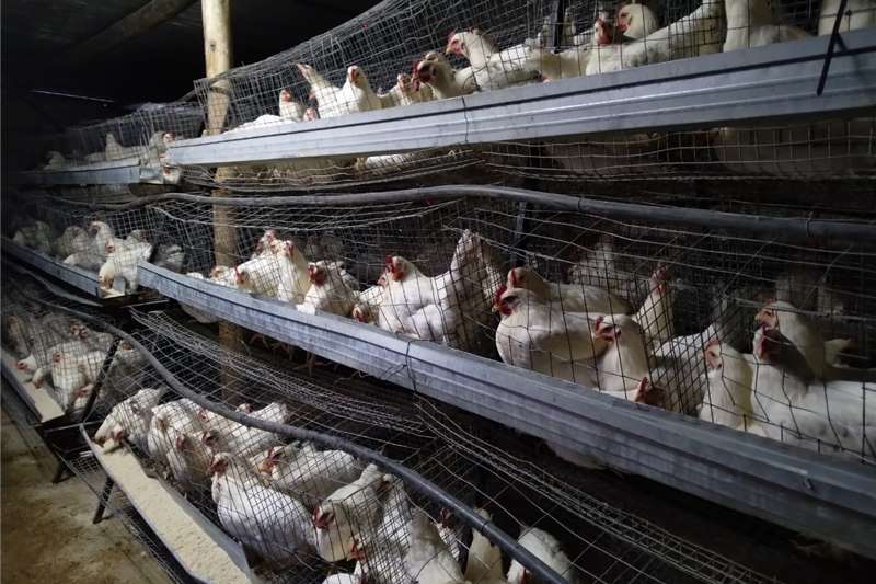 Chickens 6 months layers chicken for sale @ R50 each Livestock
