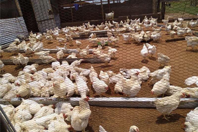 Chickens 6 months layers chicken for sale @ R50 each Livestock