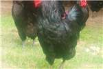 Chickens Australop Roosters Livestock