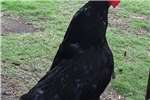 Chickens Black Australorp Roosters for sale   Chicken Livestock