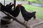 Chickens Black Australorp Roosters for sale   Chicken Livestock