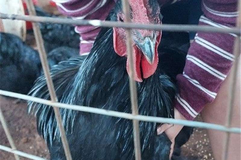 Chickens Black Australorp Roosters Livestock
