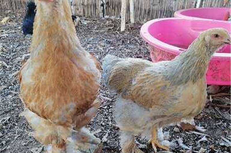 Chickens Brahma Livestock