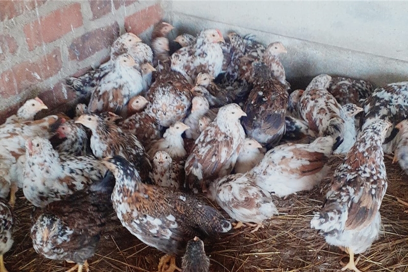 Cheap bosvelder chickens available Pretoria and mo Chickens Livestock ...