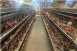 Chickens Chicken Off Layer Culls Livestock