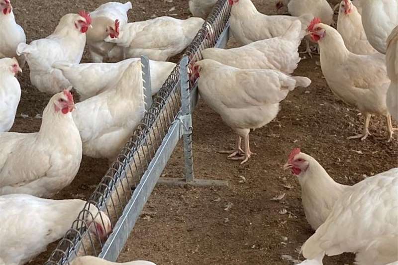 Chickens for sale and delivery in Cape Town. FREE Chickens Livestock