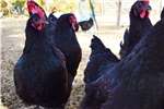 Chickens Live Black Australorp combination Meat and Layer C Livestock