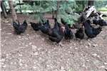 Chickens Live Black Australorp combination Meat and Layer C Livestock