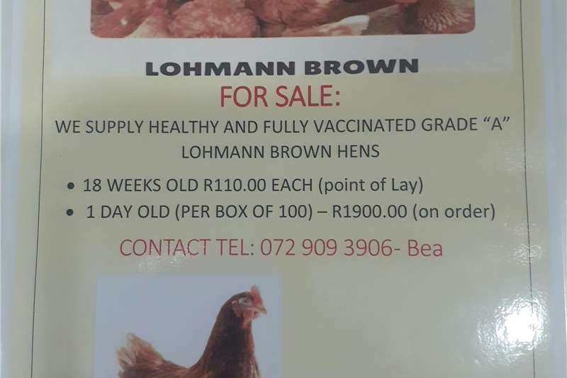 Chickens Lohmann brown hens fully vaccinated Livestock
