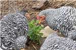 Chickens Potchefstroom koekkoek hens Livestock