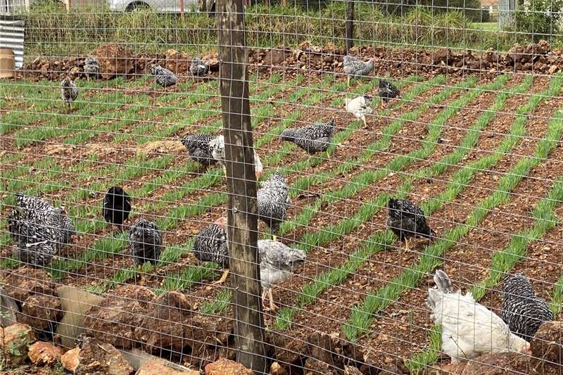 Chickens Potchefstroom koekkoek hens Livestock