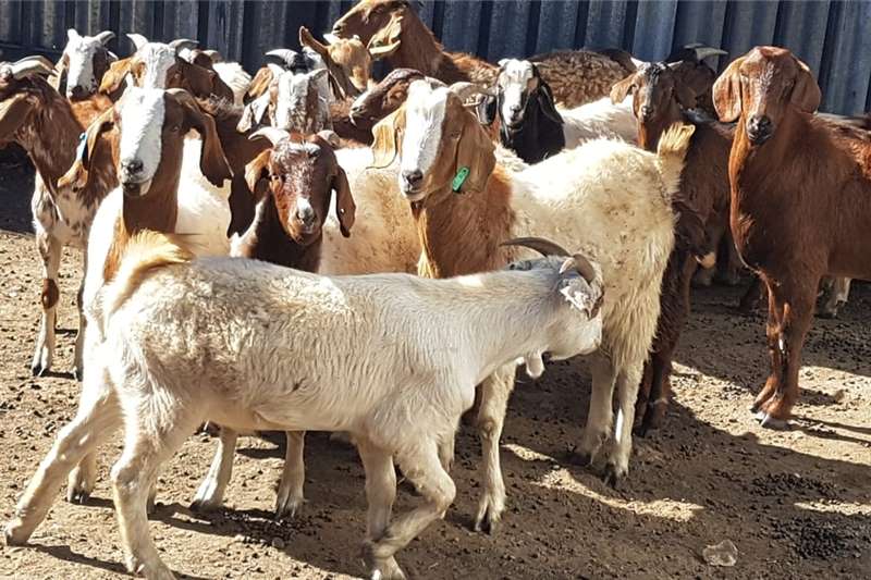 Goats farm equipment for sale in KwaZulu-Natal on Truck & Trailer