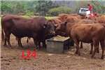 Livestock feed FEEDING TROUGHS / WATERTROUGHS Livestock