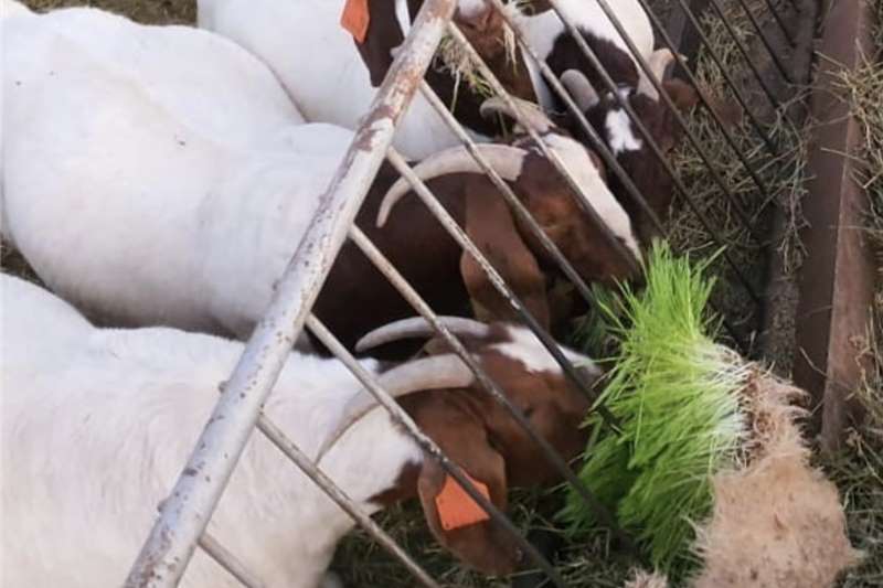 FODDER ANIMAL FEED Livestock feed Livestock for sale in Western Cape | R  352,796 on Agrimag