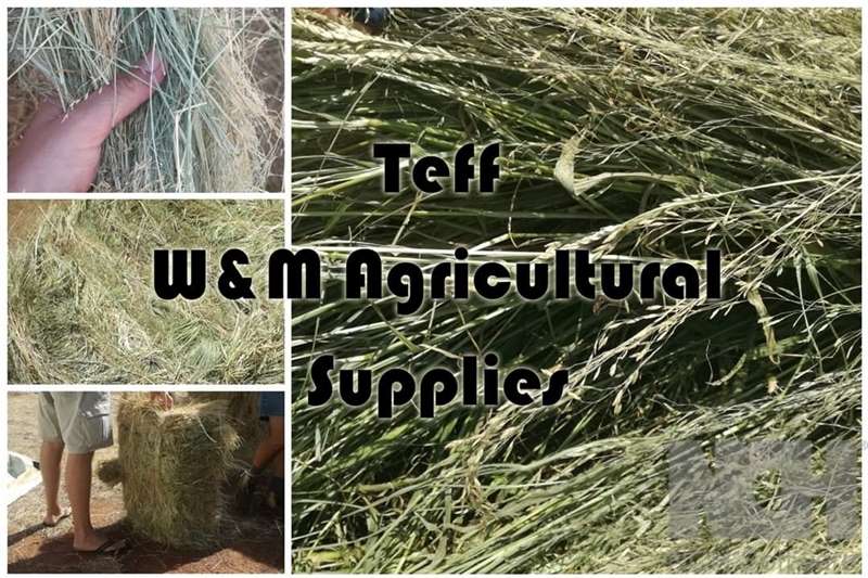 Livestock feed Lucerne, Teff and all other hay for sale Livestock
