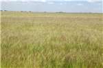 Livestock feed Lucerne, Teff and all other hay for sale Livestock