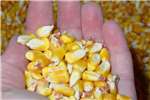 Livestock feed Yellow Maize Grain (Corn) Animal Feed Grade availa Livestock