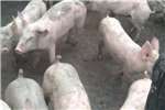 Pigs Vark boerdery te koop, Piggery for sale Livestock