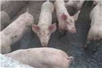 Pigs Vark boerdery te koop, Piggery for sale Livestock
