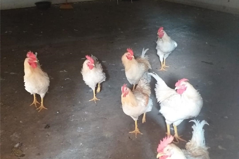 Livestock poultry live grain fed 16 weeks old chickens for sale id ...