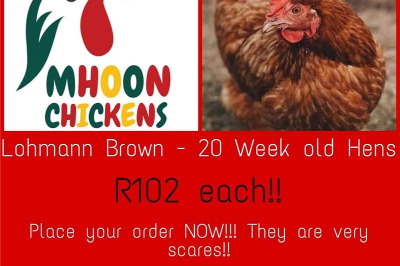 Poultry Lohmann Brown   Lay Hens   20 Weeks Old Livestock